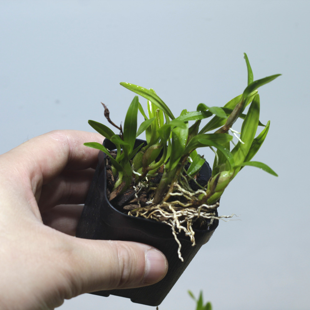 테라리움 식물 착생란 디네마 폴리벌본 1포트